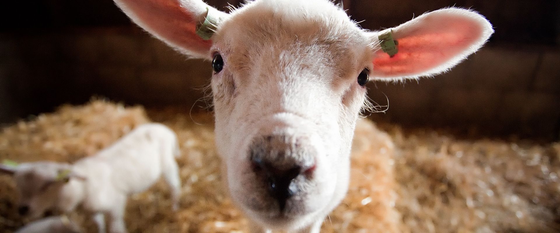 Achtung: Lämmer-Alarm auf Texel! – WOUD Texel Let op: lammetjesalert op Texel!