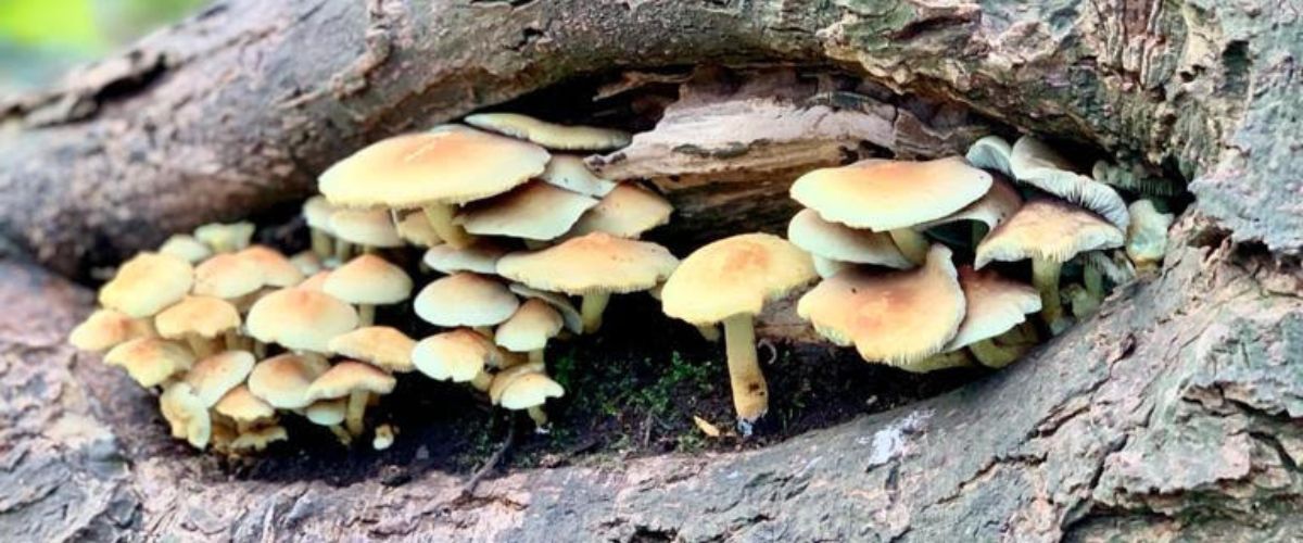Natuurstruinen: het vierseizoenenbos - WOUD Texel Distelvlinder bij WOUD