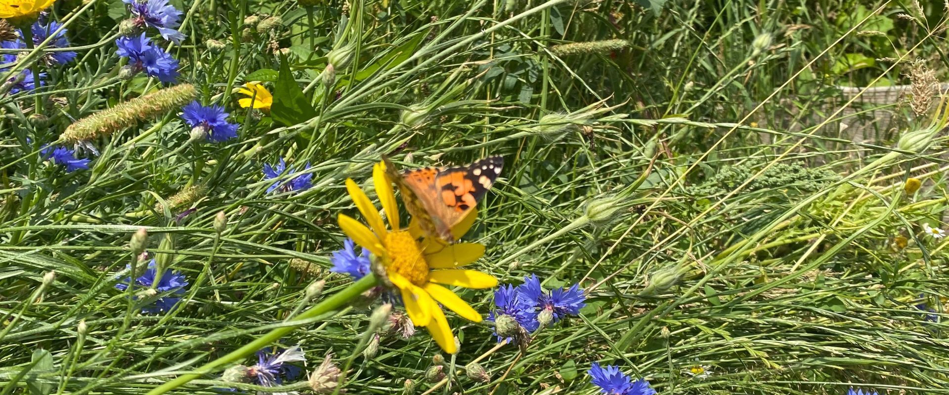 Wat fladdert daar? - WOUD Texel Distelvlinder bij WOUD